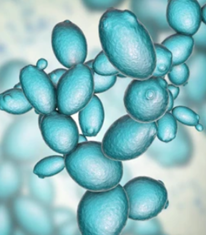 Cellular proteins