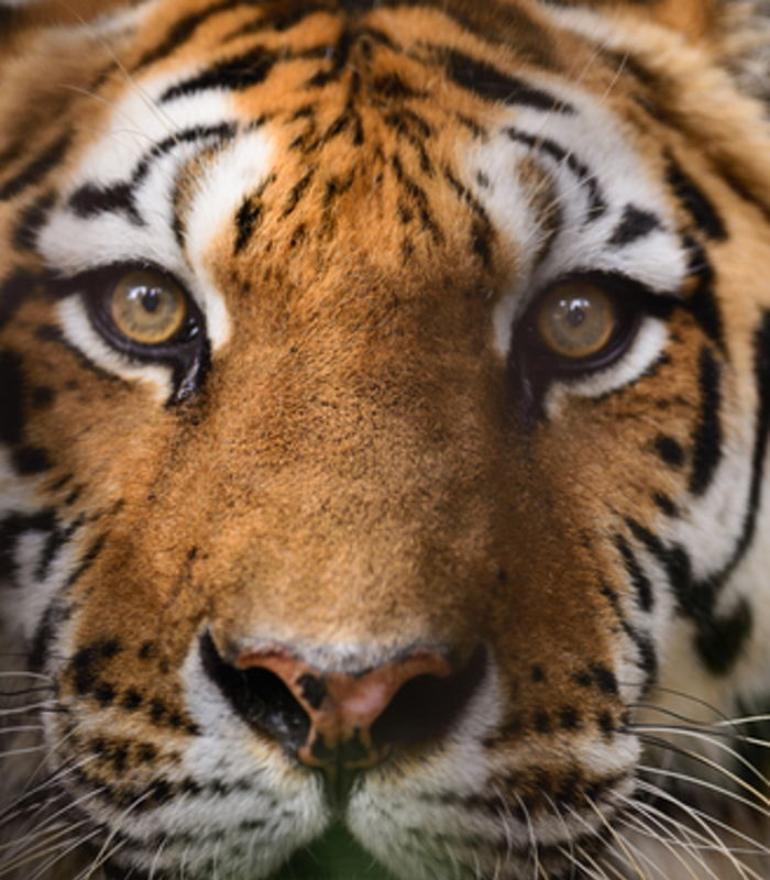 tiger